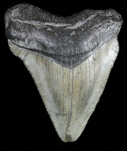 Juvenile Megalodon Tooth - South Carolina #54186